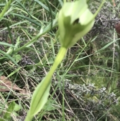 Pterostylis monticola at Yaouk, NSW - 28 Nov 2021