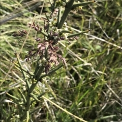 Discaria pubescens (Australian Anchor Plant) at Yaouk, NSW - 28 Nov 2021 by Tapirlord