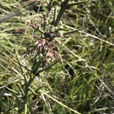 Discaria pubescens (Australian Anchor Plant) at Yaouk, NSW - 28 Nov 2021 by Tapirlord