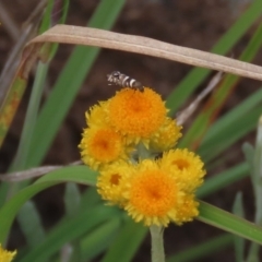 Glyphipterix (genus) (A sedge moth) at Tuggeranong Creek to Monash Grassland - 3 Nov 2021 by AndyRoo