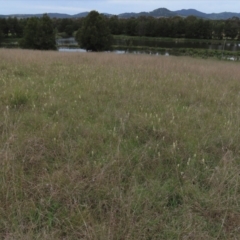 Stackhousia monogyna at Monash, ACT - 3 Nov 2021