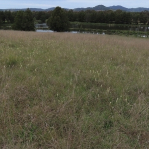 Stackhousia monogyna at Monash, ACT - 3 Nov 2021 05:40 PM