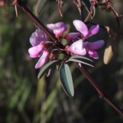 Indigofera australis subsp. australis (Australian Indigo) at Conder, ACT - 20 Oct 2021 by MichaelBedingfield