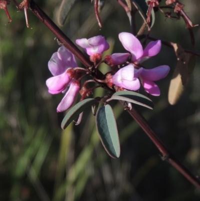 Indigofera australis subsp. australis (Australian Indigo) at Rob Roy Range - 20 Oct 2021 by MichaelBedingfield