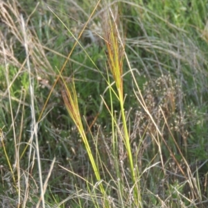 Austrostipa scabra at Conder, ACT - 20 Oct 2021