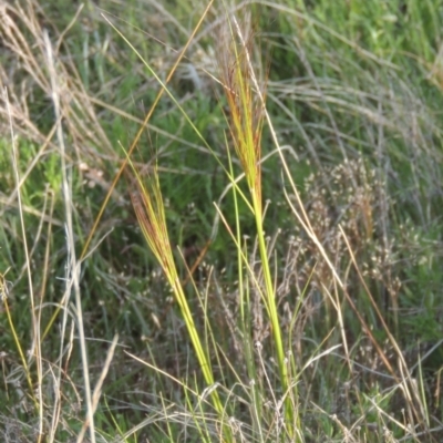Austrostipa scabra (Corkscrew Grass, Slender Speargrass) at Conder, ACT - 20 Oct 2021 by michaelb