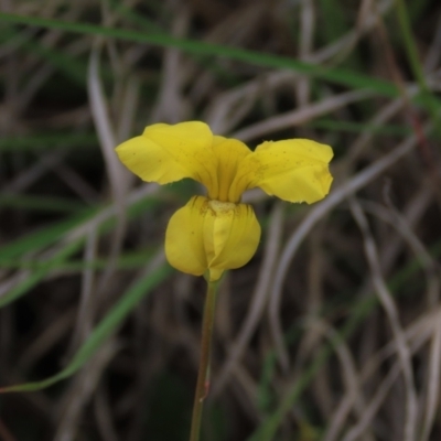 Goodenia pinnatifida (Scrambled Eggs) at Tuggeranong Creek to Monash Grassland - 3 Nov 2021 by AndyRoo