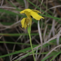 Goodenia pinnatifida at Monash, ACT - 3 Nov 2021 05:46 PM