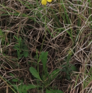 Goodenia pinnatifida at Monash, ACT - 3 Nov 2021 05:46 PM