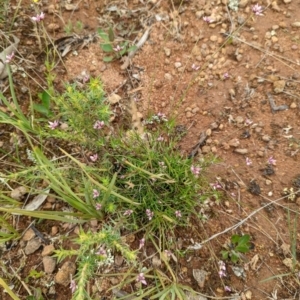 Laxmannia gracilis at Watson, ACT - 28 Nov 2021