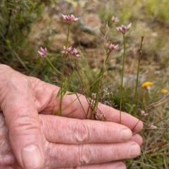 Laxmannia gracilis at Watson, ACT - 28 Nov 2021