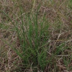 Eryngium ovinum (Blue Devil) at Monash Grassland - 3 Nov 2021 by AndyRoo