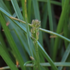 Caesia calliantha (Blue Grass-lily) at Monash Grassland - 3 Nov 2021 by AndyRoo