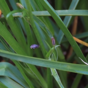 Caesia calliantha at Monash, ACT - 3 Nov 2021 05:55 PM