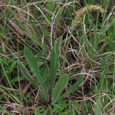 Plantago varia (Native Plaintain) at Tuggeranong Creek to Monash Grassland - 3 Nov 2021 by AndyRoo