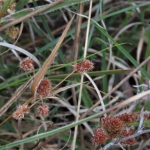 Luzula densiflora at Monash, ACT - 3 Nov 2021 06:13 PM