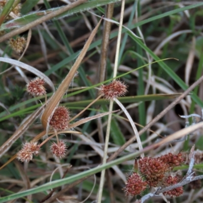 Luzula densiflora (Dense Wood-rush) at Tuggeranong Creek to Monash Grassland - 3 Nov 2021 by AndyRoo