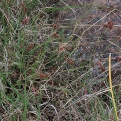 Luzula densiflora at Monash, ACT - 3 Nov 2021 06:13 PM