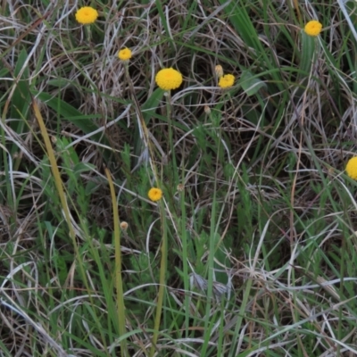 Leptorhynchos squamatus subsp. squamatus (Scaly Buttons) at Tuggeranong Creek to Monash Grassland - 3 Nov 2021 by AndyRoo