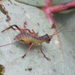 Phaneropterinae (subfamily) (Leaf Katydid, Bush Katydid) at Yaouk, NSW - 5 Dec 2021 by AlisonMilton