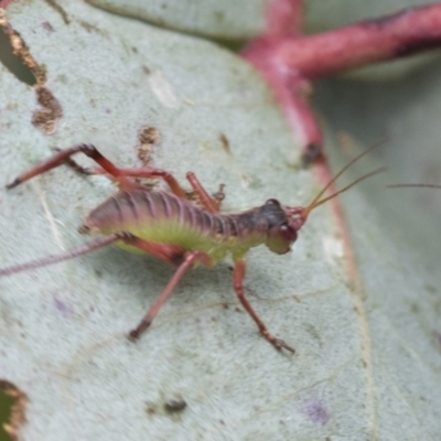 Phaneropterinae (subfamily) (Leaf Katydid, Bush Katydid) at Yaouk, NSW - 5 Dec 2021 by AlisonMilton