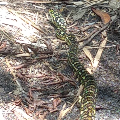 Morelia spilota (Carpet Python) by LyndalT