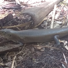 Egernia major (Land Mullet) at Mungo Brush, NSW - 9 Dec 2021 by LyndalT