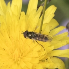 Melangyna sp. (genus) (Hover Fly) at Yaouk, NSW - 5 Dec 2021 by AlisonMilton