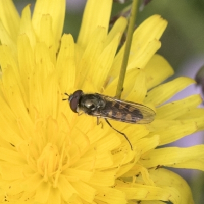 Melangyna sp. (genus) (Hover Fly) at Yaouk, NSW - 5 Dec 2021 by AlisonMilton