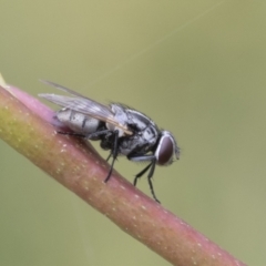 Muscidae (family) (Unidentified muscid fly) at Yaouk, NSW - 5 Dec 2021 by AlisonMilton