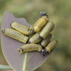 Paropsisterna fastidiosa (Eucalyptus leaf beetle) at Yaouk, NSW - 5 Dec 2021 by AlisonMilton
