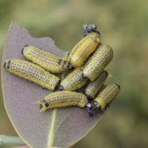 Paropsisterna fastidiosa at Yaouk, NSW - 5 Dec 2021