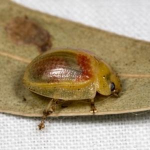 Paropsisterna fastidiosa at Yaouk, NSW - 5 Dec 2021