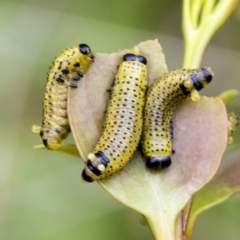 Paropsisterna fastidiosa at Yaouk, NSW - 5 Dec 2021