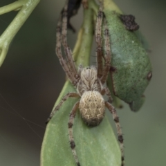 Salsa fuliginata (Sooty Orb-weaver) at Yaouk, NSW - 5 Dec 2021 by AlisonMilton