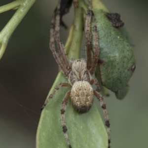 Salsa fuliginata at Yaouk, NSW - 5 Dec 2021