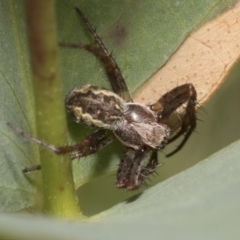 Salsa fuliginata (Sooty Orb-weaver) at Yaouk, NSW - 5 Dec 2021 by AlisonMilton