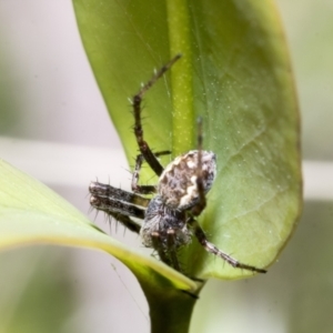 Salsa fuliginata at Yaouk, NSW - 5 Dec 2021