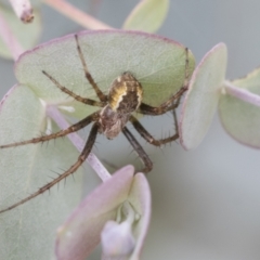 Salsa fuliginata at Yaouk, NSW - 5 Dec 2021