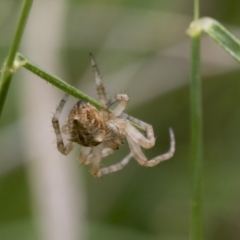 Socca pustulosa (Knobbled Orbweaver) at Yaouk, NSW - 5 Dec 2021 by AlisonMilton