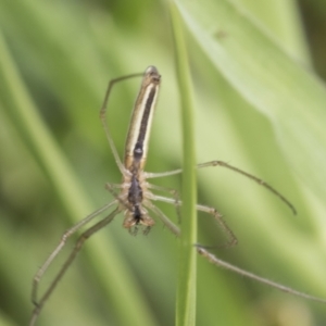 Tetragnatha sp. (genus) at Yaouk, NSW - 5 Dec 2021