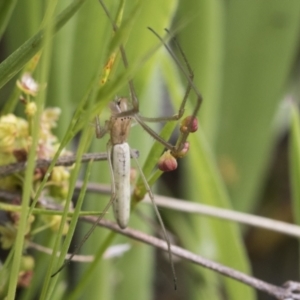 Tetragnatha sp. (genus) at Yaouk, NSW - 5 Dec 2021