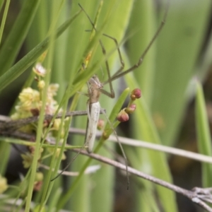 Tetragnatha sp. (genus) at Yaouk, NSW - 5 Dec 2021