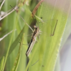 Tetragnatha sp. (genus) at Yaouk, NSW - 5 Dec 2021