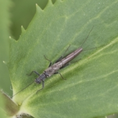 Plecoptera sp. (order) (Unidentified Stone fly) at Yaouk, NSW - 5 Dec 2021 by AlisonMilton