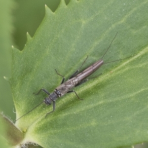 Plecoptera sp. (order) at Yaouk, NSW - 5 Dec 2021