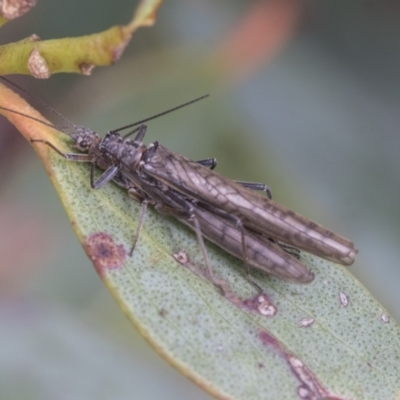 Plecoptera sp. (order) (Unidentified Stone fly) at Yaouk, NSW - 5 Dec 2021 by AlisonMilton