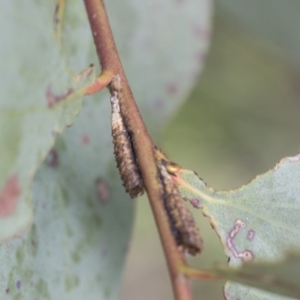 Caliscelidae (family) at Yaouk, NSW - 5 Dec 2021 02:23 PM