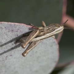 Praxibulus sp. (genus) (A grasshopper) at Yaouk, NSW - 5 Dec 2021 by AlisonMilton