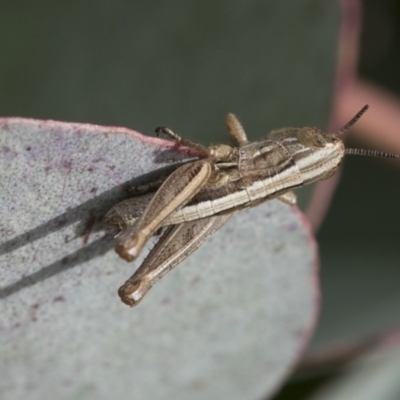 Praxibulus sp. (genus) (A grasshopper) at Yaouk, NSW - 5 Dec 2021 by AlisonMilton